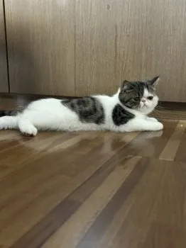 K.A 様のお迎えした子猫