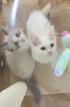 じにぴり 様のお迎えした子猫