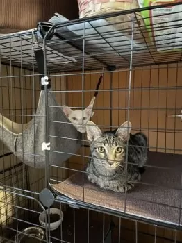 H.A 様のお迎えした子猫
