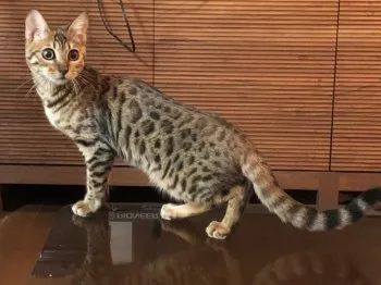 リキッド 様のお迎えした子猫