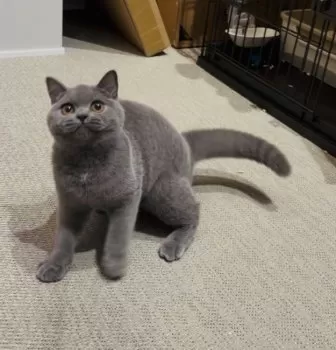 M.U 様のお迎えした子猫