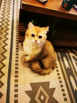 K.T 様のお迎えした子猫