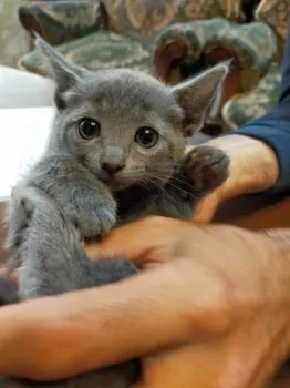 ティアラ 様のお迎えした子猫