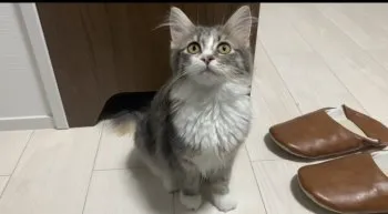 鈴木 様のお迎えした子猫