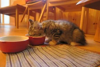 まつもと 様のお迎えした子猫