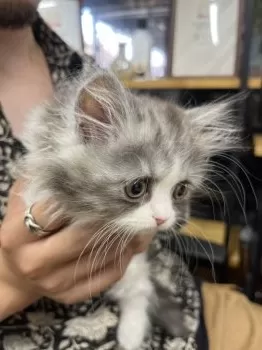 Y.H 様のお迎えした子猫