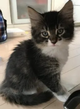 うたこ 様のお迎えした子猫