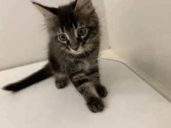 tamsn 様のお迎えした子猫