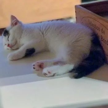 ゆり 様のお迎えした子猫