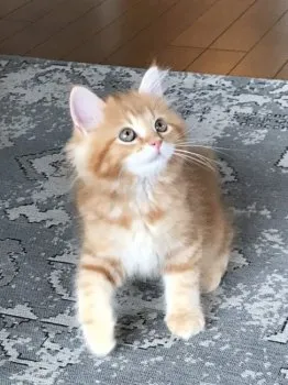 Takaziman 様のお迎えした子猫