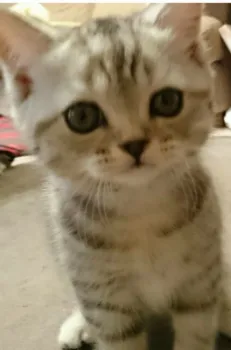 いとちゃんママ 様のお迎えした子猫