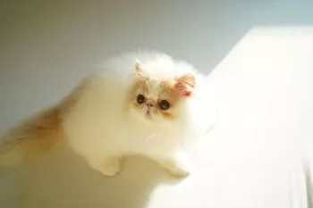 pasuta 様のお迎えした子猫