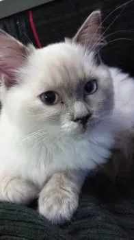 ツッチー 様のお迎えした子猫