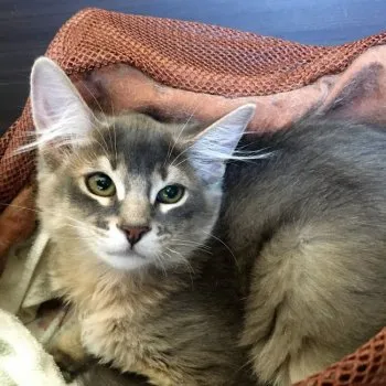 yama 様のお迎えした子猫