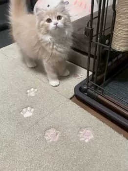 S.K 様のお迎えした子猫