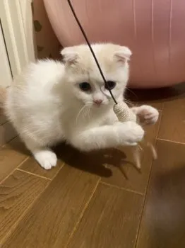 akiko 様のお迎えした子猫