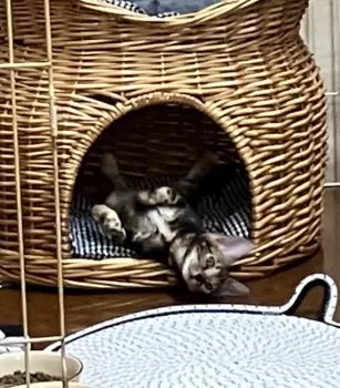 こい 様のお迎えした子猫