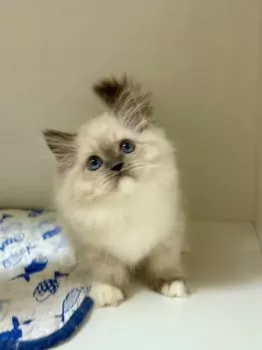 M.T 様のお迎えした子猫