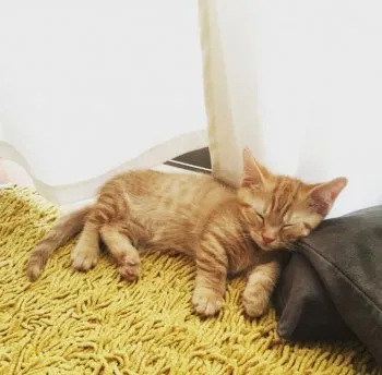 おーじー 様のお迎えした子猫