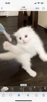 モモ夫婦 様のお迎えした子猫