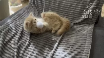 ソルト 様のお迎えした子猫