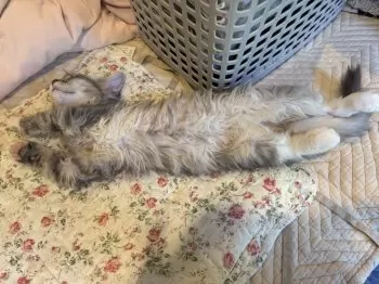 まなまな 様のお迎えした子猫