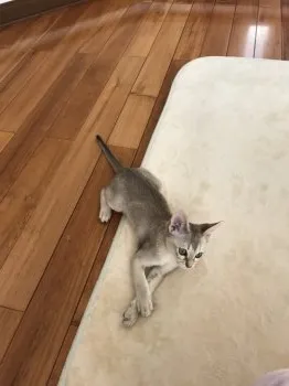 ココママ 様のお迎えした子猫