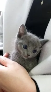 岩田　清香 様のお迎えした子猫