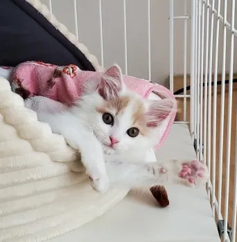 M.M 様のお迎えした子猫