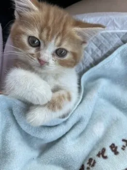 ゅぅカ、 様のお迎えした子猫