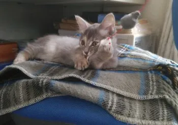 はやまさん 様のお迎えした子猫