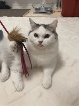 桜もち 様のお迎えした子猫