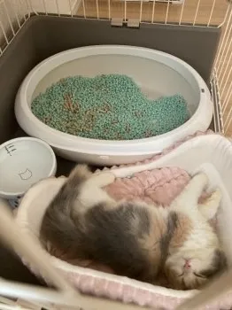 ラテ 様のお迎えした子猫