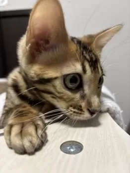 ユー 様のお迎えした子猫