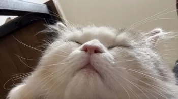 マエダ 様のお迎えした子猫