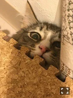 みっちい 様のお迎えした子猫