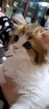 ひめ 様のお迎えした子猫
