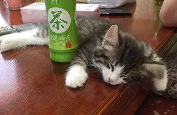 リオママ 様のお迎えした子猫