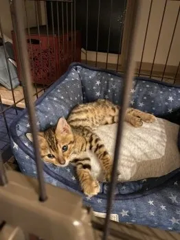 J.N 様のお迎えした子猫