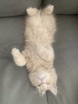 eriii 様のお迎えした子猫