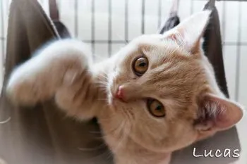 marimo 様のお迎えした子猫