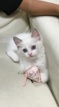 かおりん 様のお迎えした子猫