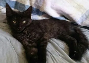 marutan 様のお迎えした子猫