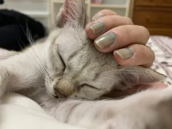 すし 様のお迎えした子猫
