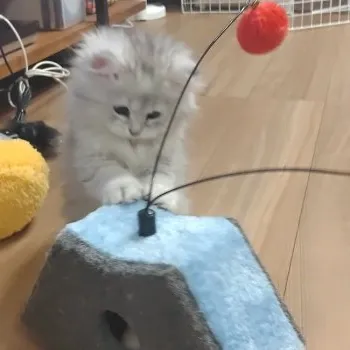 N.M 様のお迎えした子猫