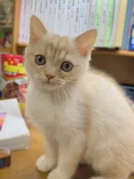 しばさき 様のお迎えした子猫