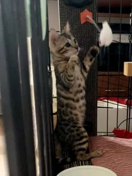 はるるん 様のお迎えした子猫