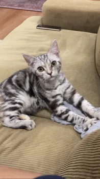 S.Ｉ 様のお迎えした子猫