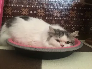 銀次郎ママ 様のお迎えした子猫