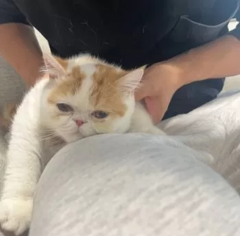 M.I 様のお迎えした子猫